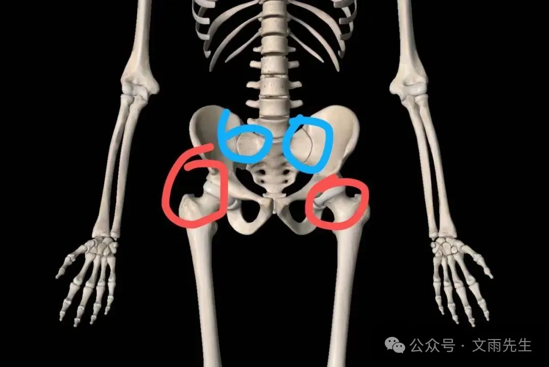 人体骨盆正面示意图,保留原图红蓝圈注