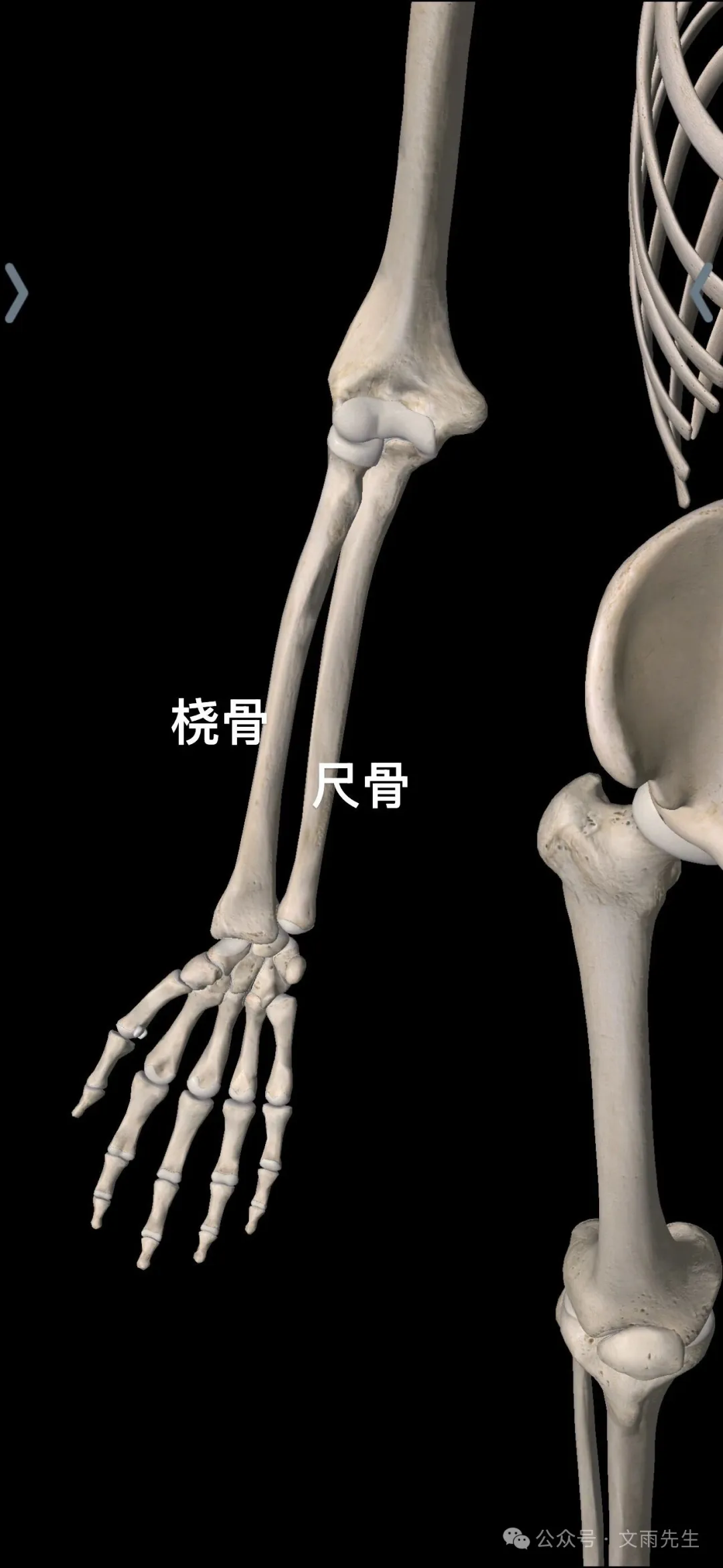 前臂骨骼示意图,标注桡骨与尺骨